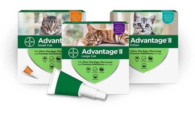 Bayer advantage ii large cat best sale